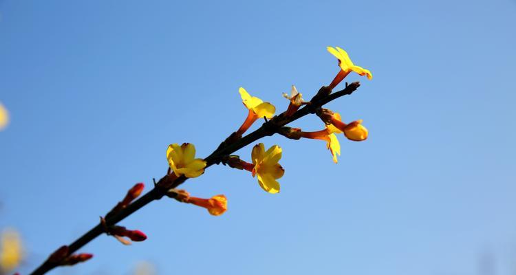 春天的使者——迎春花的花语和文化传说（揭开迎春花的神秘面纱）