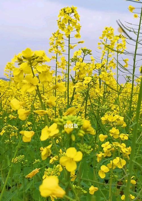 油菜花的花语与传说（揭开油菜花的花语之谜及其美丽传说）