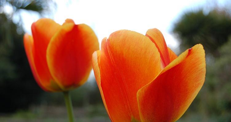 郁金香花的象征意义（探秘郁金香花的传奇故事与美丽寓意）