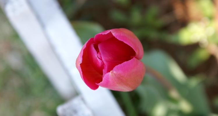 郁金香花语与送花对象（通过郁金香传递情感与祝福）