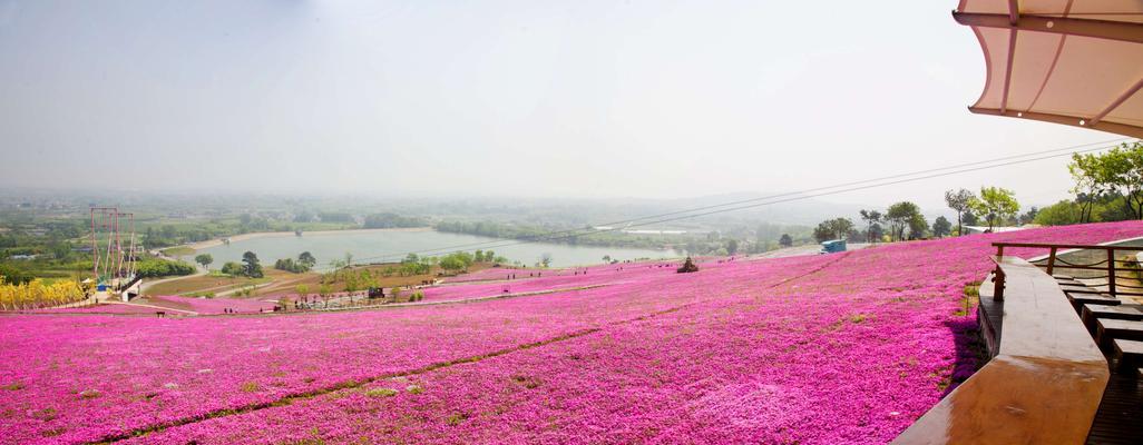 芝樱——美丽绽放的花语（传承千年的文化之花）