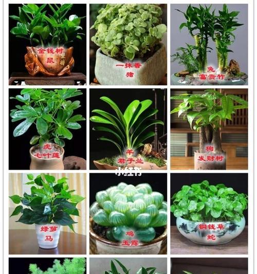 以植物代表十二生肖（揭示生肖与植物之间的奇妙联系）