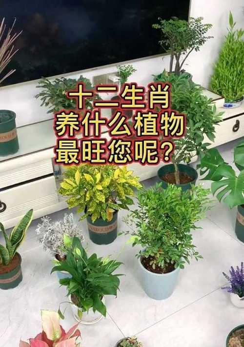 以植物代表十二生肖（揭示生肖与植物之间的奇妙联系）