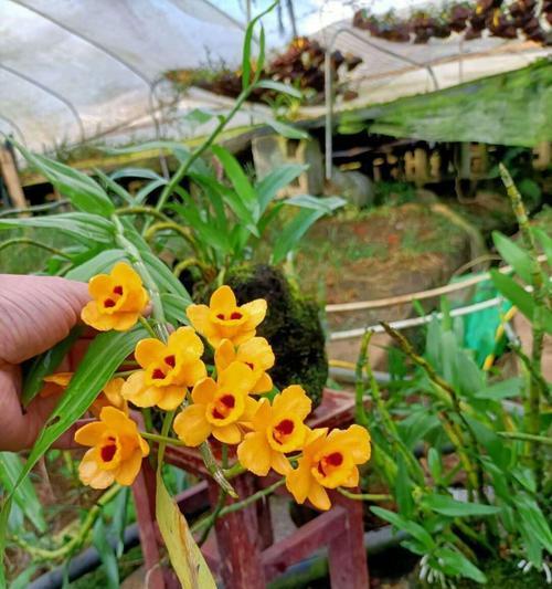 以肿节石斛的花语与含义（解读以肿节石斛的花语）