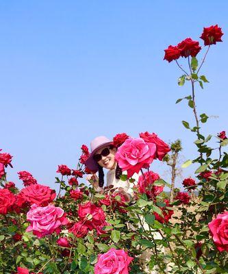 珠海市花——红玉兰，象征着繁荣与美好（珠海市花的来历及其象征意义）