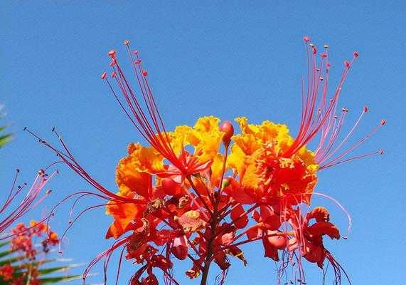 珠海市花——红玉兰，象征着繁荣与美好（珠海市花的来历及其象征意义）