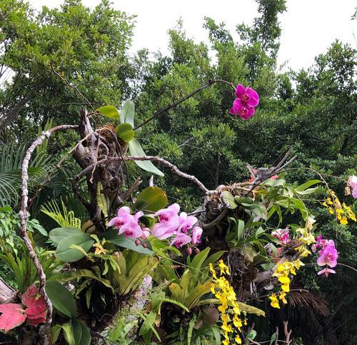 珠海市花——红玉兰，象征着繁荣与美好（珠海市花的来历及其象征意义）