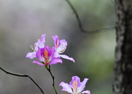 紫荆花的花语与传说（紫荆花的含义及其在文化传说中的重要地位）