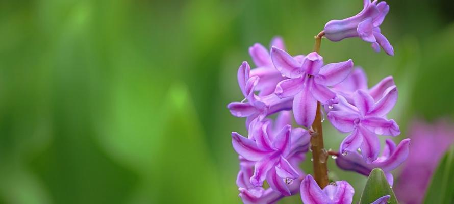 紫色风信子花语（花开时）