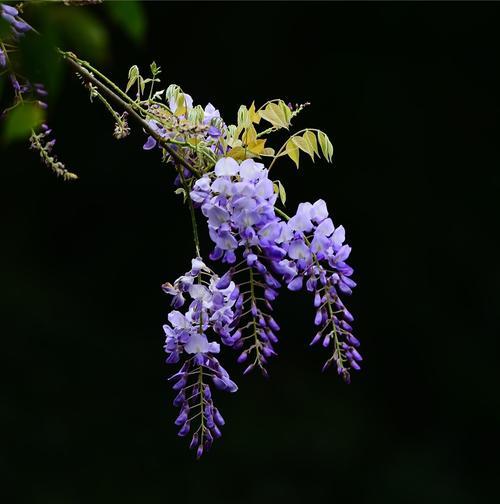 紫藤花的传说与花语之谜（探寻紫藤花的神秘魅力）