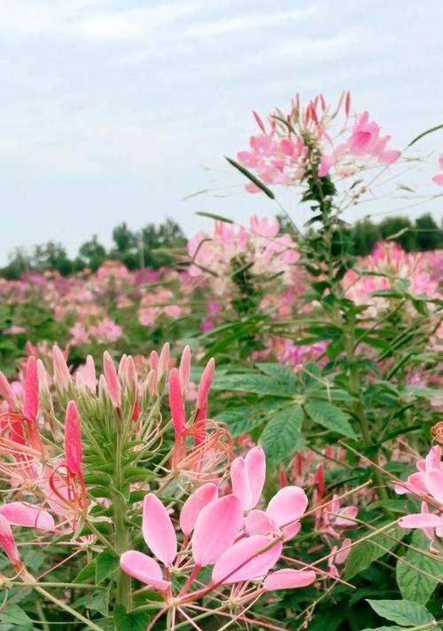 醉蝶花（揭开醉蝶花的花语与寓意）