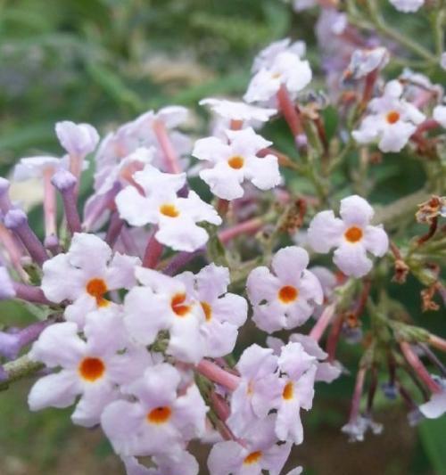 醉鱼草的美丽花语（诠释清新）