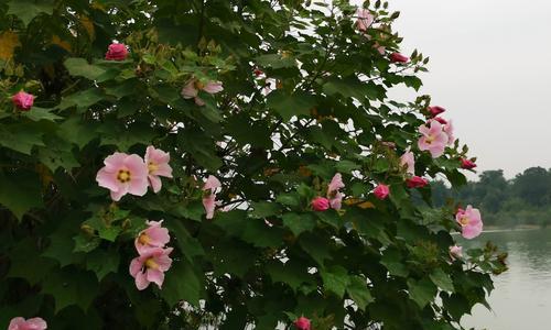 芙蓉花的寓意与象征（揭示芙蓉花在文化中的重要地位）