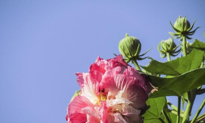 芙蓉花的寓意与象征（揭示芙蓉花在文化中的重要地位）