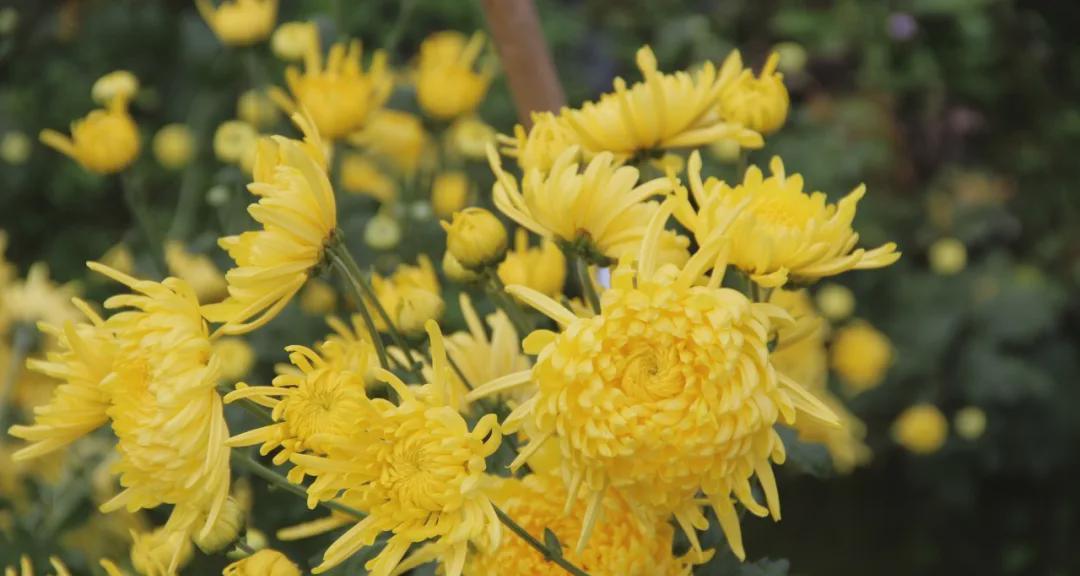 以芙蓉菊的花语与寓意（探寻以芙蓉菊的禁忌与祝福）