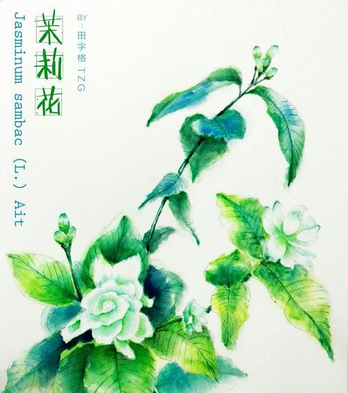 茉莉的花语和故事（散发清香的茉莉花）