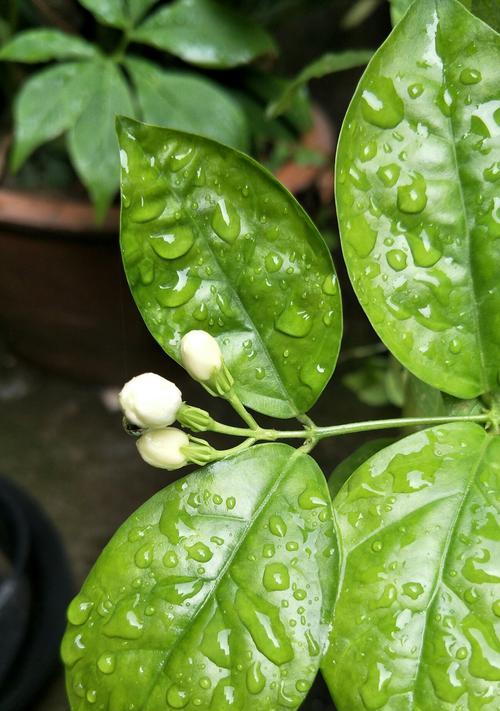 茉莉花（揭示茉莉花所代表的深层意义和文化内涵）