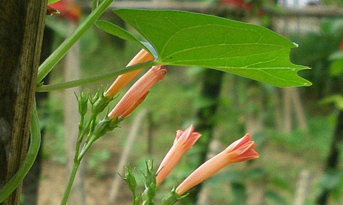 以茑萝的花语和植物文化（解读茑萝花的花语）