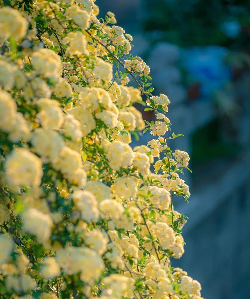 荼蘼花的花语与传说（荼蘼花）