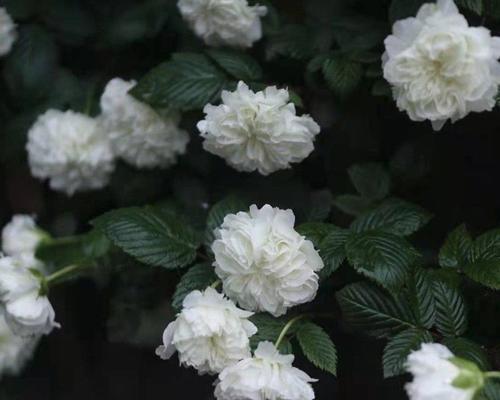 荼蘼花的花语与传说（荼蘼花）