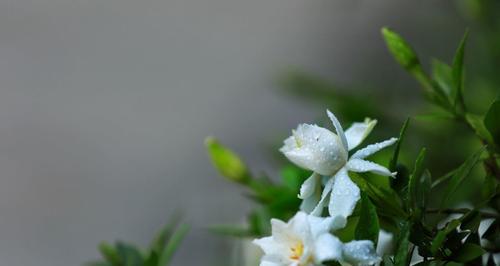 栀子花花语（绽放在心间的情愫）