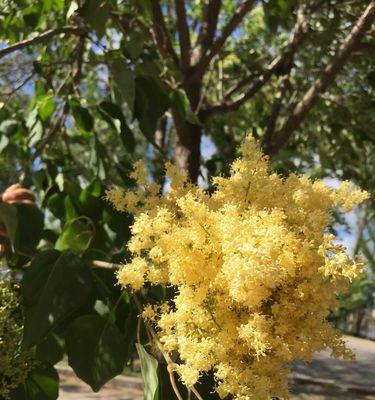 榕树花的象征意义及文化传承（榕树花的美丽与寓意）