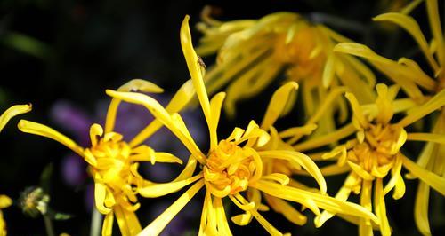 黄色菊花花语的深意（用花语传达情感的黄色菊花）