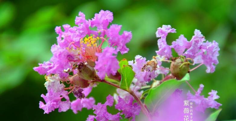 安阳紫薇花的象征意义（追寻紫薇花的美丽与意义）