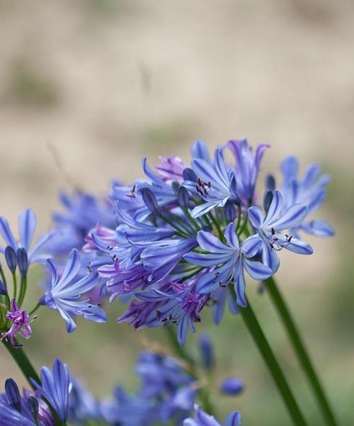 白百合的花语与意义（探究白百合所传递的情感和象征）