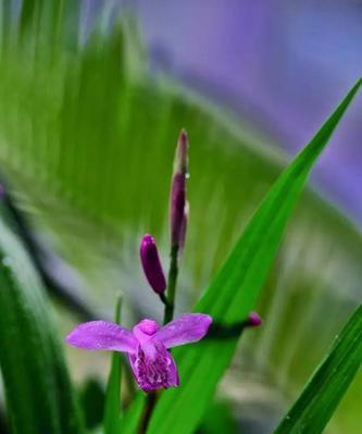 白芨花开的花语与寓意（探寻白芨花开的时节和其象征的含义）