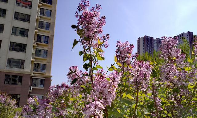 白杨树花开的美丽与寓意（白杨树花开的绚丽景象和象征意义）