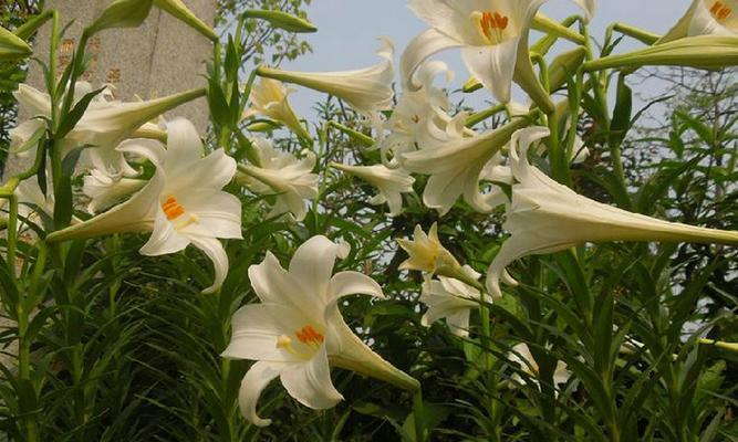 百合花（揭示百合花背后蕴含的生肖寓意）