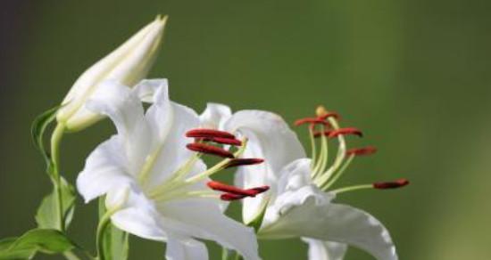 百合花的花语和寓意（用花语解读百合的美丽与意义）