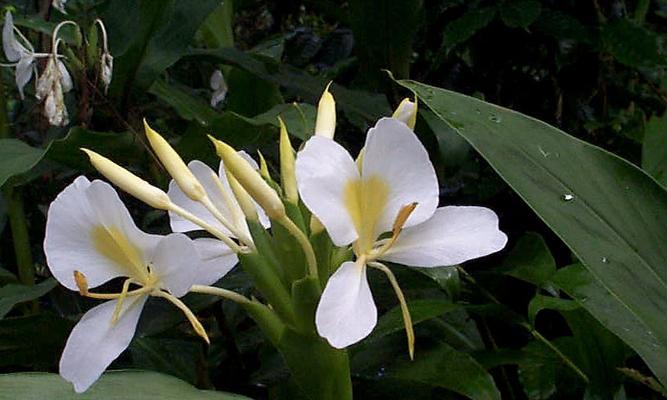 百合花的寓意与象征风水（揭开百合花神秘的面纱）