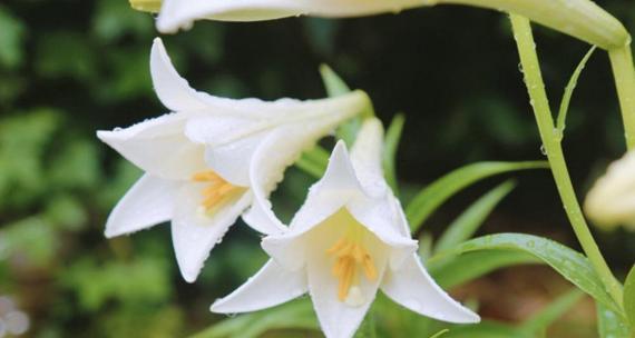 百合花的花语与象征（百合花）