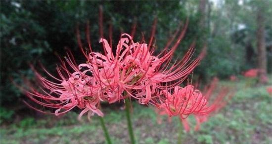 彼岸花的象征意义与寓意（揭秘彼岸花背后的神秘之花）