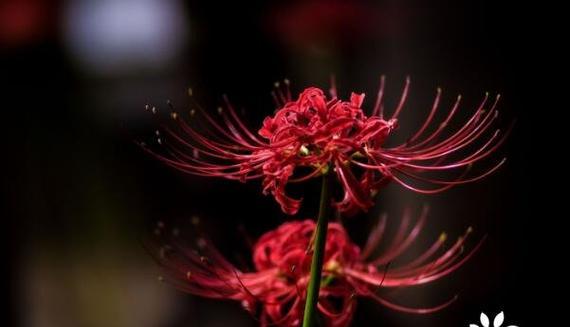 花语里的惆怅（怅然若失的花朵）