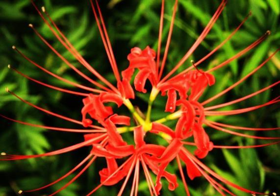 高冷的花（揭秘高冷花背后的内涵与神秘）