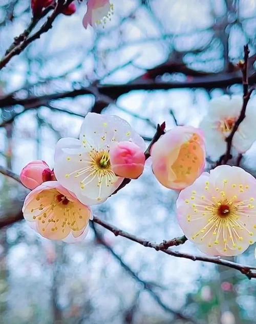 高冷的花（揭秘高冷花背后的内涵与神秘）