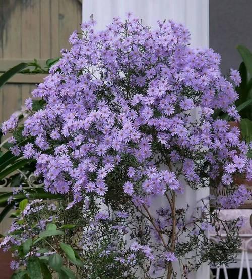 缅怀之花（探寻纪念的花语）