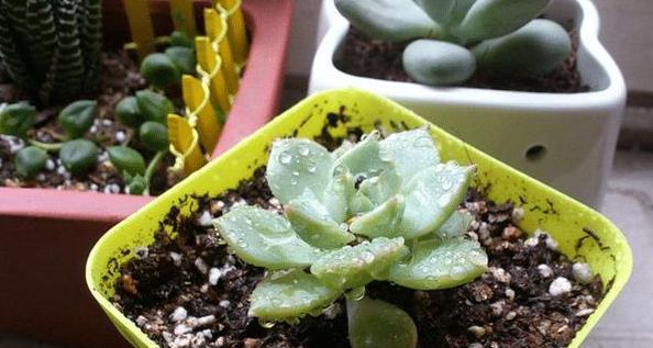 多肉植物能否承受雨水的冲刷（室外多肉能否淋雨？多肉植物的雨水管理和养护）