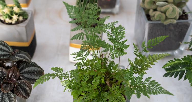 多肉不是蕨类植物（揭开多肉真正身份的奥秘）