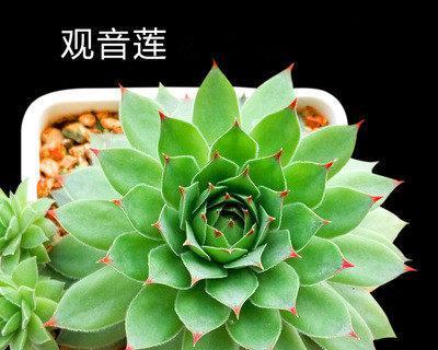 多肉植物（探秘多肉植物的生长特点）