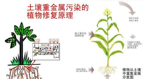 多肉万重山的养殖方法和注意事项（打造多肉王国）