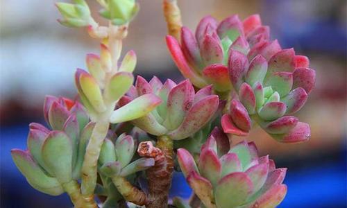 多肉植物的光照需求（阳光与阴影的取舍）