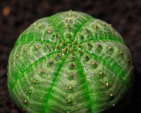 多肉星兜的种植与土壤配方（打造适合多肉星兜生长的土壤）