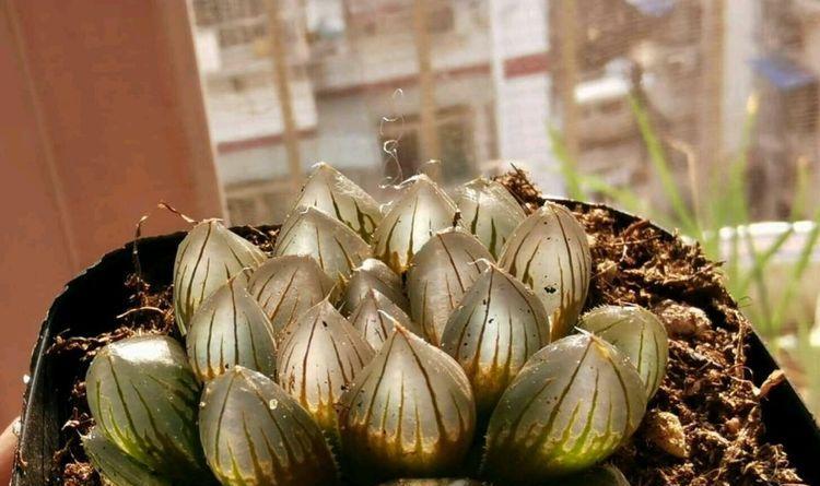 多肉叶插水培和土培哪种更好（探究多肉植物叶插水培和土培的优劣）