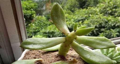 多肉植物修剪完全指南（方法、步骤与技巧）