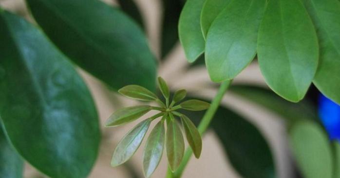 鹅掌柴开花时间及特点解析（探究鹅掌柴的开花周期和花朵形态特征）