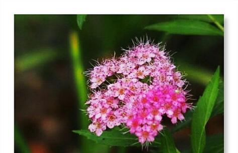 用菊花的花语讲述坚持的力量（菊花花语中的坚持与奋斗）